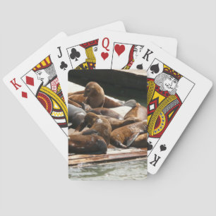 Sunning Sea Lions in San Francisco Playing Cards
