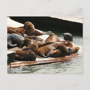 Sunning Sea Lions in San Francisco Postcard