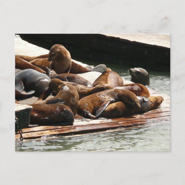 Sunning Sea Lions in San Francisco Postcard (Front)