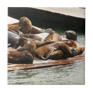 Sunning Sea Lions in San Francisco Tile