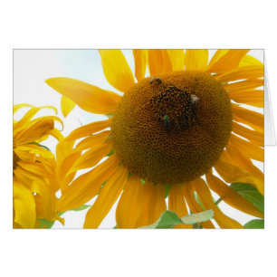 Sunny Bees