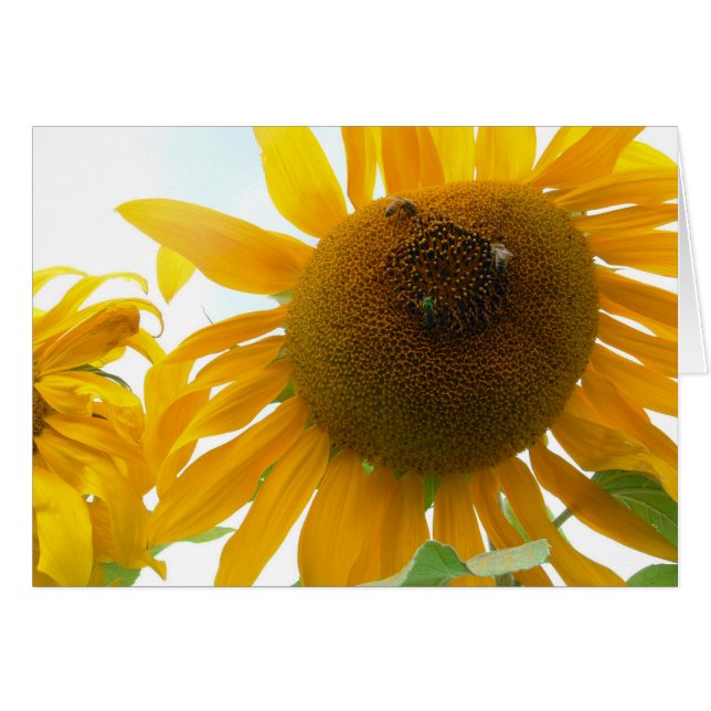 Sunny Bees (Front Horizontal)