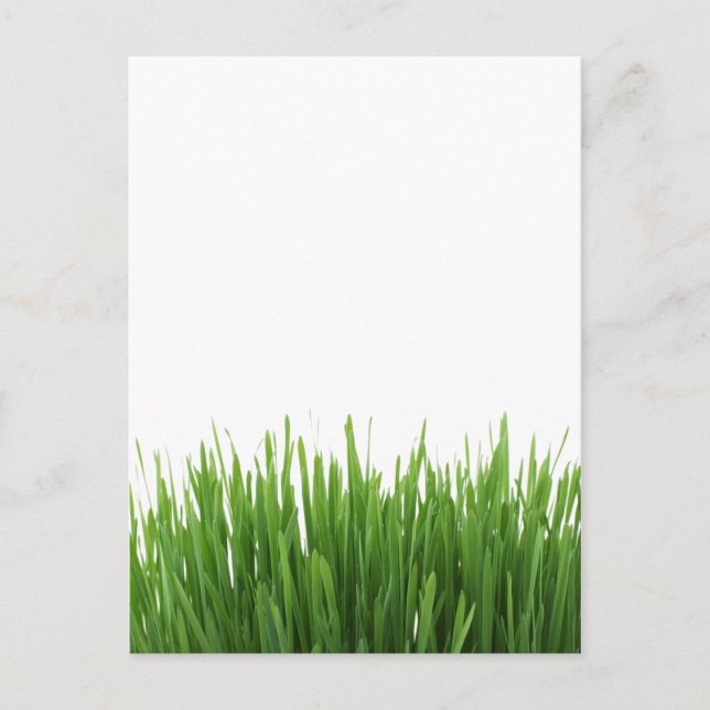 Sunny bright green grass photograph print postcard (Front)