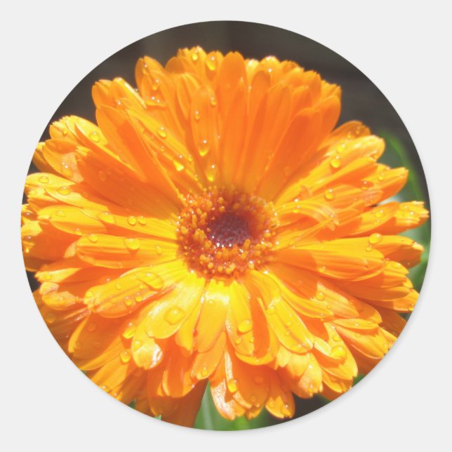 Sunny Calendula Raindrops Classic Round Sticker (Front)