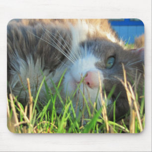 Sunny Cat is Sunny Mouse Pad