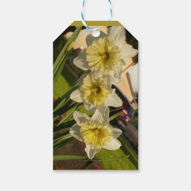 Sunny daffodils trio gift tags (Front)