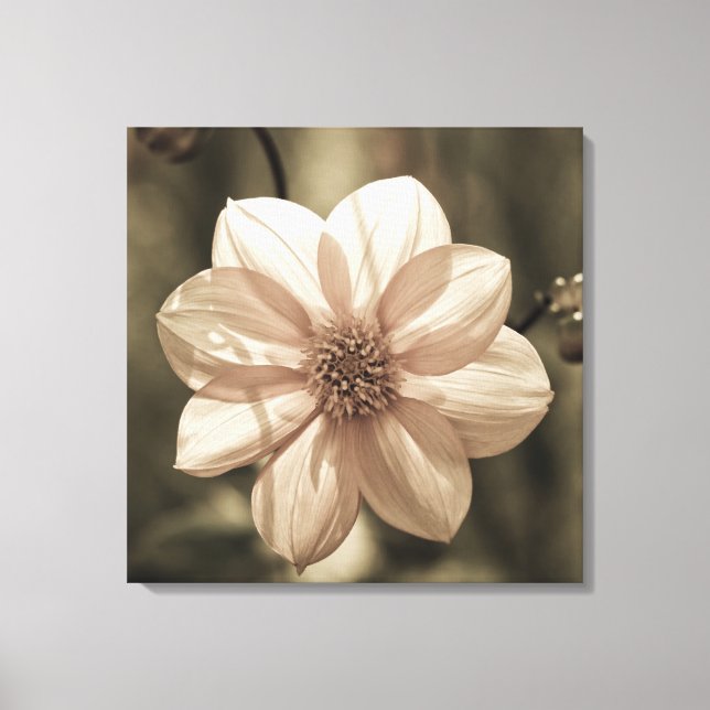 Sunny Dahlia Canvas Print (Front)