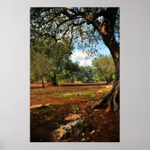 Sunny day in the olive garden poster