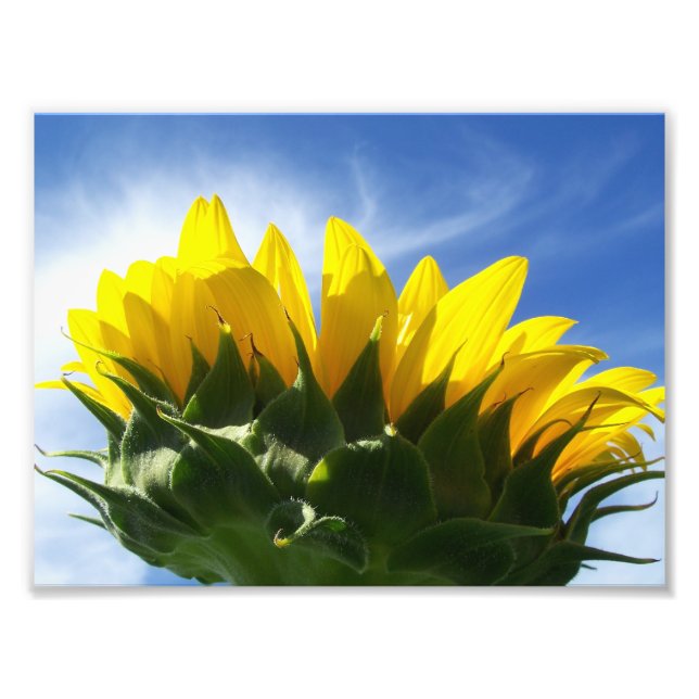 Sunny Day Sunflower Photo Print (Front)