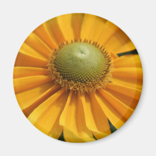 Sunny Day Yellow Gerbera Button Magnet