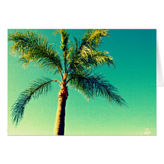 Sunny Florida Palm Tree Sky Picture