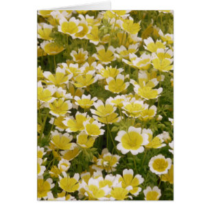 Sunny Gold White Flowers