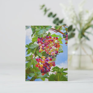 Sunny Grapevine – Colourful Grapes Still Life Pain Postcard