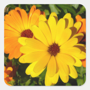 SUNNY MARIGOLDS SQUARE STICKER