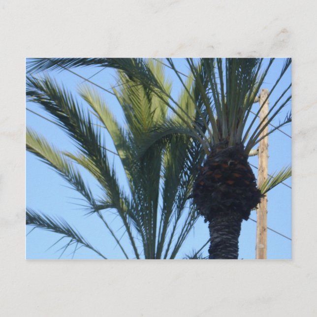 Sunny Palm Trees California Vacation Postcard (Front)