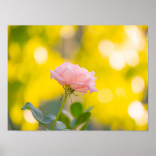 Sunny Pink Rose Delight - Golden Bokeh Dream Poster
