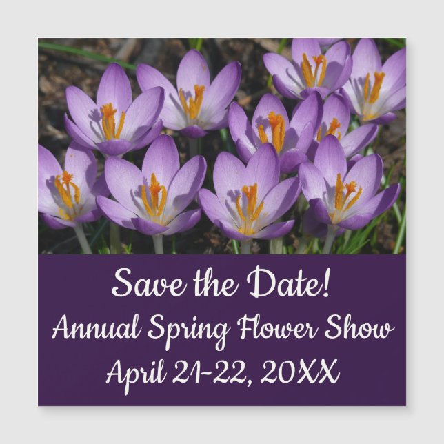 Sunny Purple Crocuses (Front)