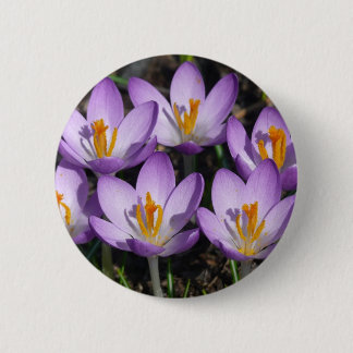 Sunny Purple Crocuses 6 Cm Round Badge