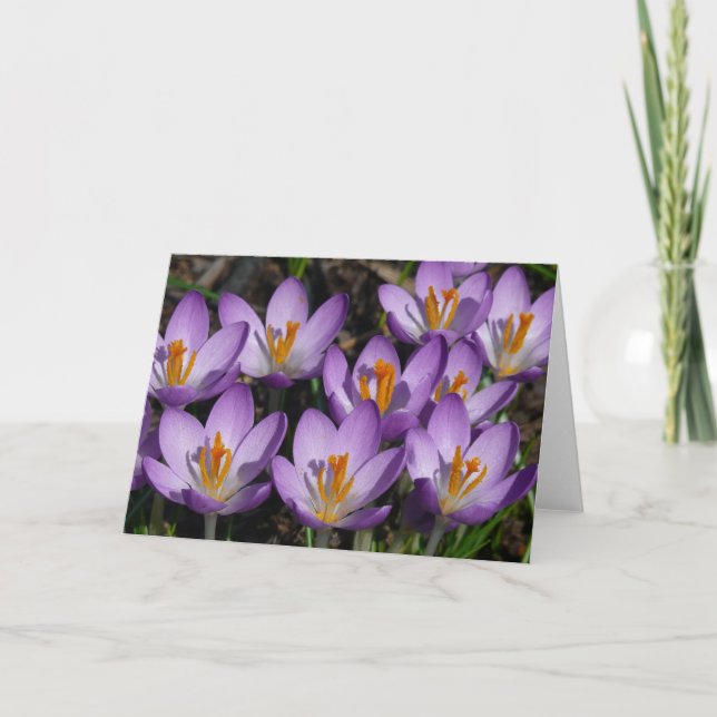 Sunny Purple Crocuses Card (Front)