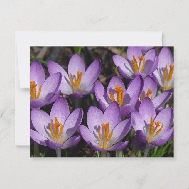 Sunny Purple Crocuses Card (Front)