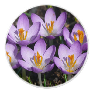 Sunny Purple Crocuses Ceramic Knob