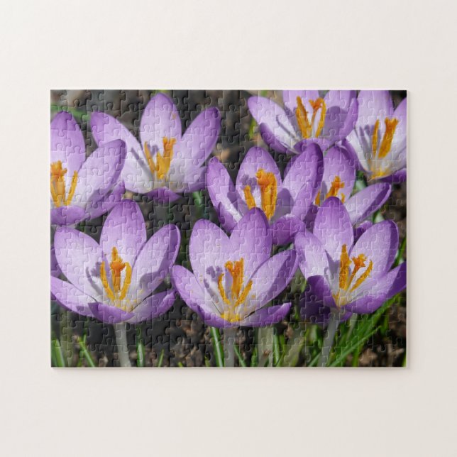Sunny Purple Crocuses Jigsaw Puzzle (Horizontal)
