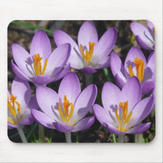 Sunny Purple Crocuses Mouse Pad