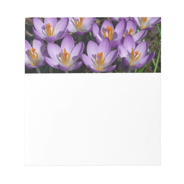 Sunny Purple Crocuses Notepad (Front)