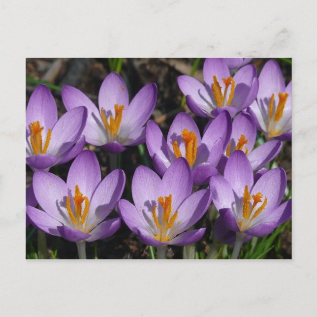 Sunny Purple Crocuses Postcard (Front)