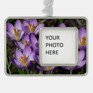 Sunny Purple Crocuses Silver Plated Framed Ornament