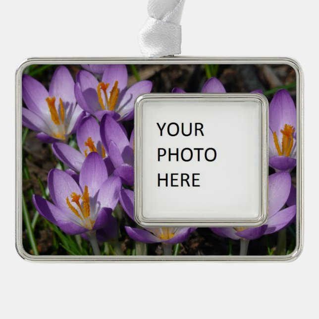 Sunny Purple Crocuses Silver Plated Framed Ornament (Front)