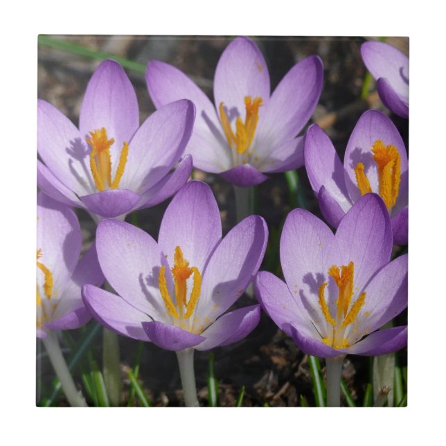 Sunny Purple Crocuses Tile (Front)