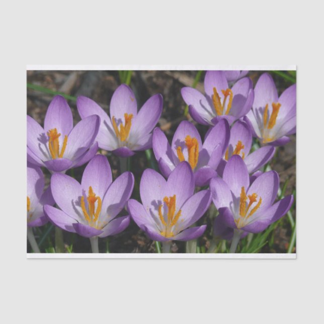 Sunny Purple Crocuses Tissue Paper (Front)