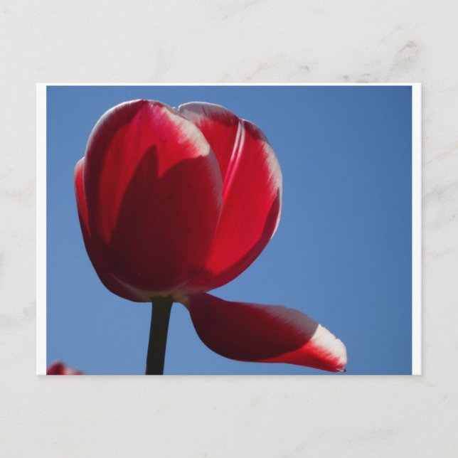 Sunny Red Tulip Close Up DIY Postcard (Front)
