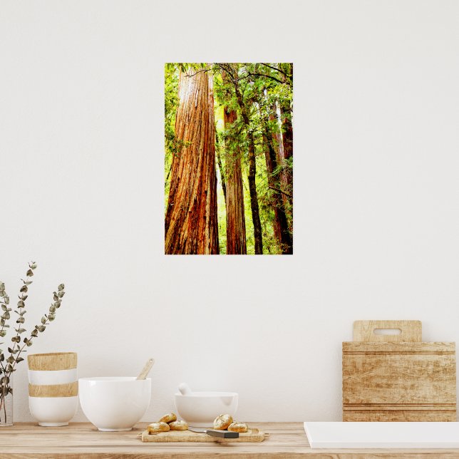 Sunny Redwood Trees Poster (Glossy) (Kitchen)