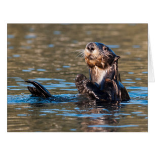 Sunny Sea Otter