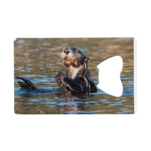 Sunny Sea Otter