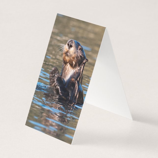 Sunny Sea Otter (Back)