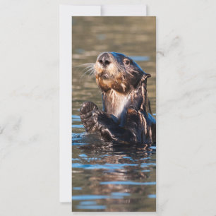 Sunny Sea Otter Card