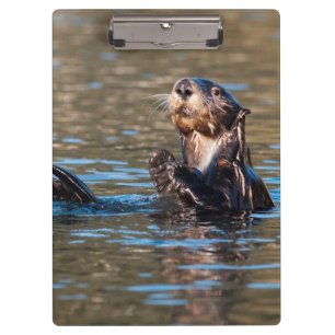 Sunny Sea Otter Clipboard