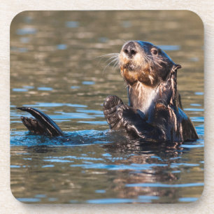 Sunny Sea Otter Coaster