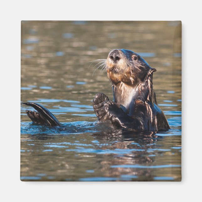 Sunny Sea Otter Magnet (Front)