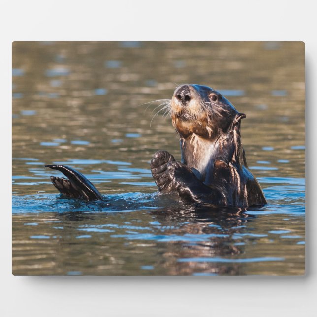 Sunny Sea Otter Plaque (Front)