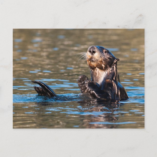 Sunny Sea Otter Postcard (Front)
