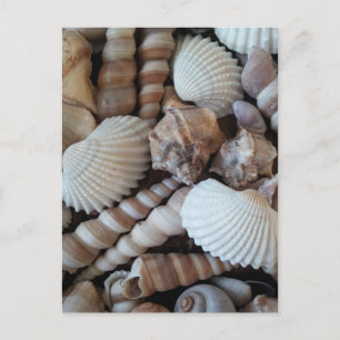 Sunny Seashells Collection Nature Summer Postcard
