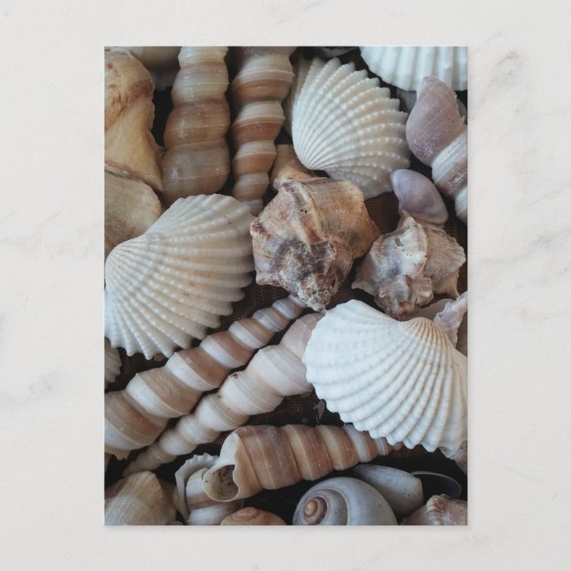 Sunny Seashells Collection Nature Summer Postcard (Front)