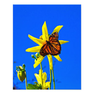 Sunny Side Up Photo Print