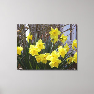 Sunny Spring Daffodils Wrapped Canvas Print