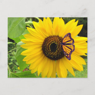 Sunny Summer Postcard