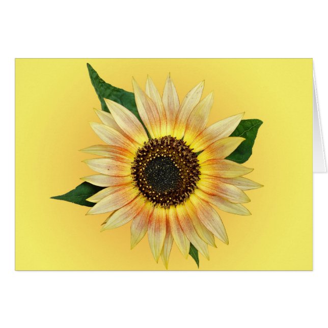 Sunny Sunflower (Front Horizontal)